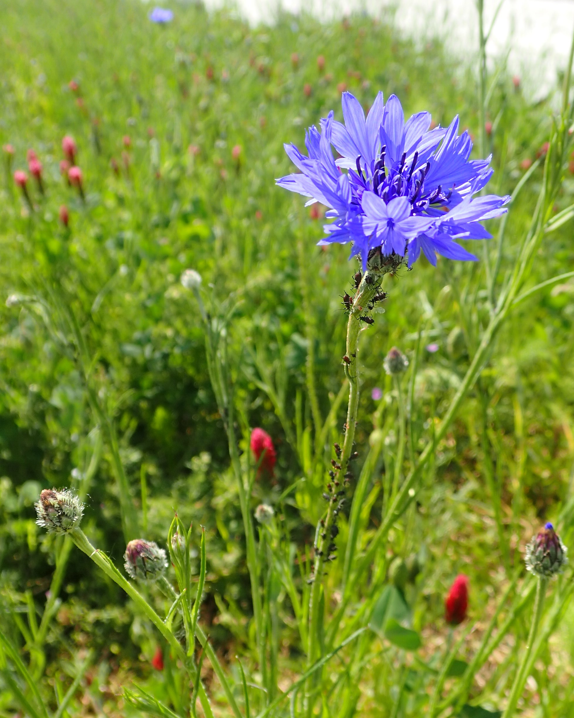 Korenbloem En Tuinboon Interessante Kandidaat Bankerplanten Om Nuttigen 